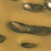 Мозаика ROSE MOSAIC GR 02G Gold (размер чипа 20x20 мм) 31.8x31.8 золотая полированная под металл