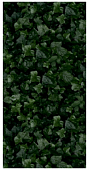 Декор 41zero42 4100155 Paper41 Pro Jane E 50x100 зеленый глазурованный матовый флористика 